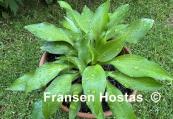 Frisian Changing Green